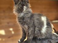 MAIN COON KITTEN - Niemegk