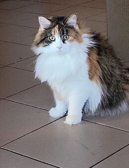 Maincoon abzugeben - Dortmund Hombruch
