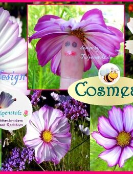 ♥ Cosmea essbare Blüten Sensationsmischung 50 Samen, Schmuckkörbchen,Garten,Tulpenstolz Blumen Bienenweide Cosmos bipinnatus, Seeds - Hamburg