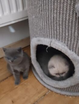 Katzen Baby - Berlin Mitte
