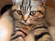 BKH Tabby Katerchen sucht ein neues Zuhause - Wittichenau