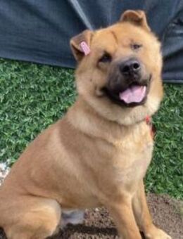 Mischlingsrüde Bear - Kierspe