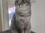 BRITICH KÜRZHAAR KATTER - Schwalmtal (Nordrhein-Westfalen)