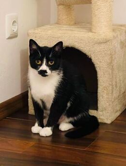 NOTFALL - EILT 🐱❤️Einzigartige Dora❤️🐱 - Eislingen (Fils)