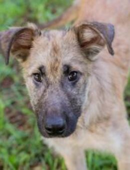 KALEO - einen Gang ruhiger geht auch gut - Overath