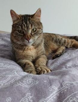 Katze Hana - Augsburg