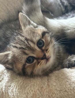 Bkh katze❤️ - Rheine Zentrum