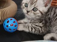 Baby Katze KBH - Wuppertal