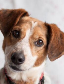 MONDO - pfiffiges&schlaues Kerlchen - Betzenstein