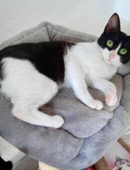 Unwiderstehliche Fiona sucht ihr Home - Bad Camberg