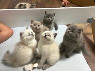 Britisch Kurzhaar Kitten - Baar-Ebenhausen