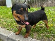 Dackel Mix Rüde, 1 Jahr - Kappeln (Schleswig-Holstein)