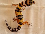 Leopardgecko inkubiert 0.1 auf Weibchen, geboren im September 2024 - Saalfeld (Saale)