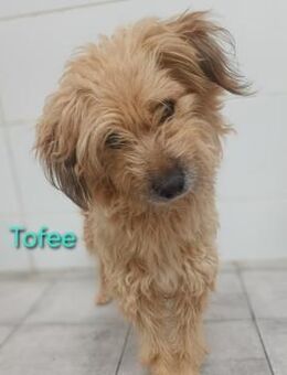 Tofee - liebevoller Begleiter 01/23 ESP - Ruppertsecken