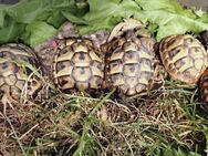 Griechische Landschildkröten - Mönchengladbach