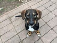 Blinki, fröhlicher Hundejunge, 6M 12101 - Vaterstetten