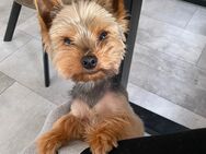 Mini Yorkshire Terrier 4 Jahre alt Rürde - Büren