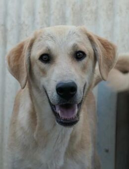 Freundlicher Hauke sucht sein Zuhause - Kallmünz