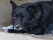 Unsere LARA sucht einfühlsames Zuhause - Kallmünz