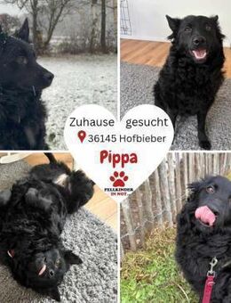 Pippa kroatischer Schäferhund Hündin Mix - Margetshöchheim