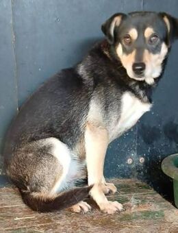 COOPER taut langsam auf - Weiterstadt