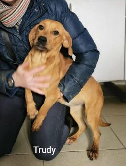 Trudy mag alle Menschen ab 10..1. in PS - Wettenberg