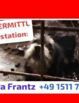 SOS! EILT- WIR stehen auf d.Tötungsliste - Kempen