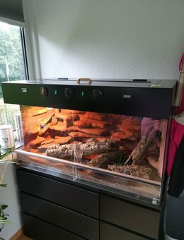 Leopardgeckos (1 Männchen, 2 Weibchen) inkl. Terrarium + Zubehör - Mettingen