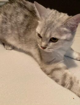 BkH Katze Silver tabby reinrassig 15 Monate alt - Bremen