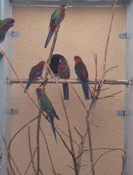 Naturfarbene Pennantsittiche abzugeben - Annaberg-Buchholz Zentrum