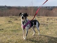 Sophie möchte zu Euch nach Hause - Blankenheim (Nordrhein-Westfalen)