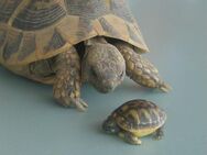 Griechische Landschildkröte - Pettendorf