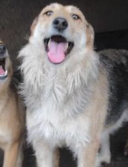 Sissi, die Schmusige 🐾 - Elsdorf (Nordrhein-Westfalen)