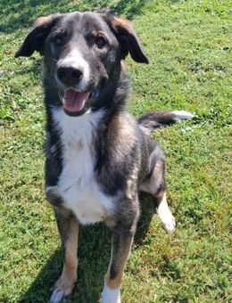 Berry - Junghund voller Lebensfreude - Laufen