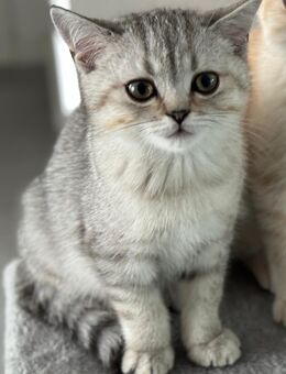 Britisch Kurzhaar Kitten – männlich - Neustadt (Rübenberge)