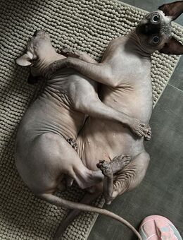 2 Wunderschöne Sphynx-Kater abzugeben - Neustadt (Hessen)