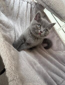 Wundervolle, reinrassige BKH Kitten - Diepholz Zentrum