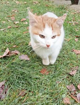 Erwin heiß ich und so bin ich auch - weiß-roter Kater mit Chuzpe und Gemüt. - Reinsberg