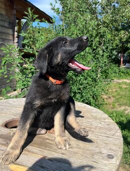 Deutscher Schäferhund Welpen - Speyer