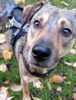 Chivas sucht sein Zuhause - Bochum