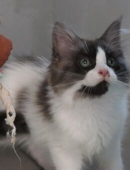 Maine Coon Kitten - Klausen