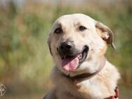 Lucky- bereit für neue Abenteuer - München