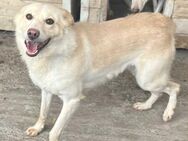 Amaya, 3 Jahre, sucht ihre Menschen - Schwalmtal (Nordrhein-Westfalen)