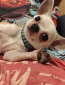 Chihuahua Deckrüde in 96172