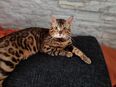 Bengal Cat (Deckkater) DIEGO in 35576