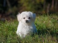 Suchen kleinen Hund - Wittstock (Dosse)