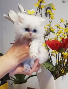 Perser kitten - Kyritz
