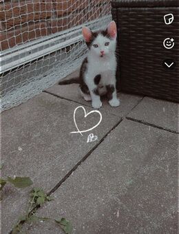 Kitten suchen ein wunderschönes zuhause - Hamminkeln