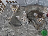 4 zuckersüsse Mix Kitten ab August abzugeben - Adelsdorf