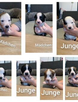 Border - Collie Welpen - Delve